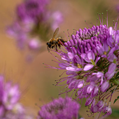 A close-up image of a blue penstemon flower with a bee pollinating on it, surrounded by other flowers in the background.