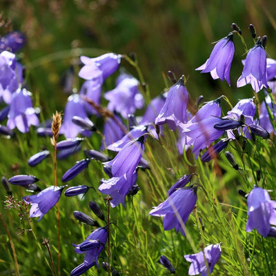 A close-up image of Native California Bluebells with bell-shaped flowers in shades of blue and green, growing in a natural outdoor setting.