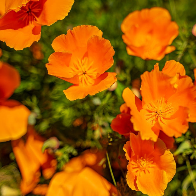 A close-up image of vibrant orange California poppy flowers with green foliage in the background.