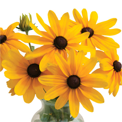 Semi-double and single blooms measure 4 to 7 inches across.

Sturdy stems, vigorous branching. Requires no staking.

Also known as blackeyed Susan and gloriosa daisy.


Grows to a height of about 42 inches.

All American Selections Winner.