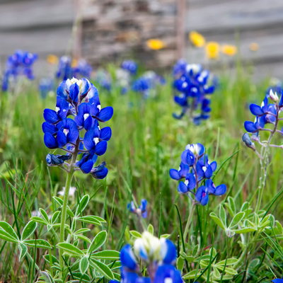 A field of vibrant blue Texas Bluebonnet flowers in full bloom.
