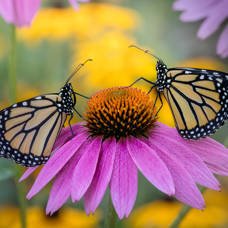 A vibrant image showing a purple coneflower with a Monarch butterfly feeding on its nectar, alongside another butterfly in the background.
