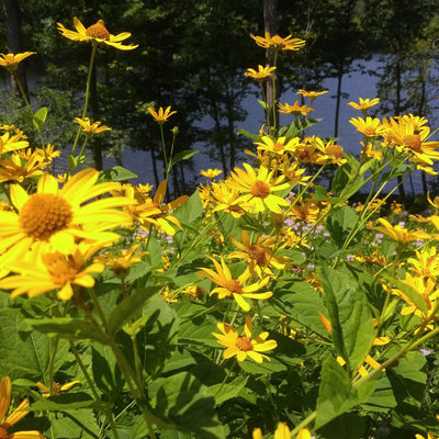 A vibrant image showcasing yellow cutleaf daisies (Engelman daisies) with green foliage and a blurred background of trees and water.