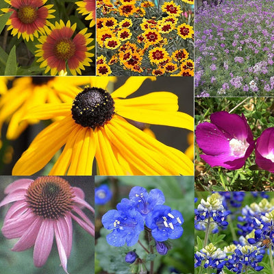 A collage of various flowers including sunflowers, coreopsis, bluebonnets, black-eyed susans, prairie verbena, and more, indicative of the Native Texas Lady Bird's Legacy Mix.