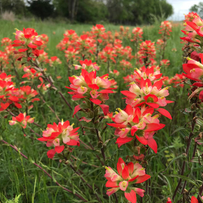 A field of vibrant red Texas Paintbrush wildflowers with orange bracts and creamy white flowers.