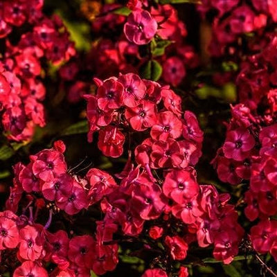 A close-up image of vibrant red Drummond Phlox flowers.