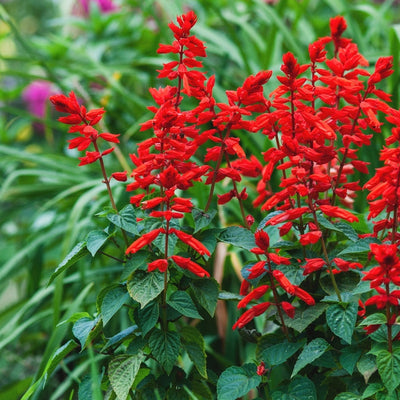 A close-up image of the Flower Native Texas Salvia Sage Scarlet with vibrant red tubular flowers and green leaves.