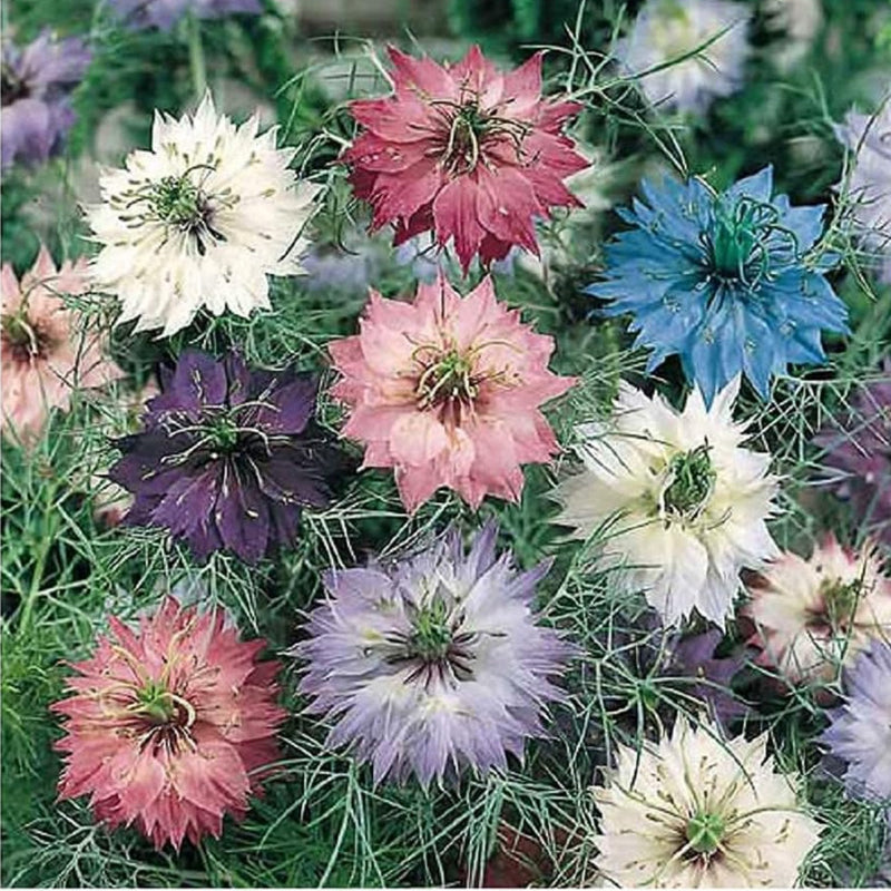 A variety of Nigella Love In A Mist flowers with blue, mauve, pink, purple, and white blooms, surrounded by greenery.