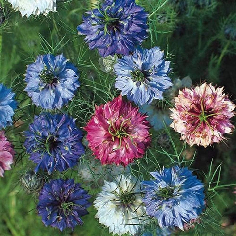A variety of Nigella Love in a Mist flowers with feathery foliage, featuring colors such as blue, pink, white, and red.