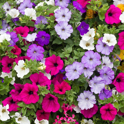 A close-up image of various colorful petunia flowers in bloom.