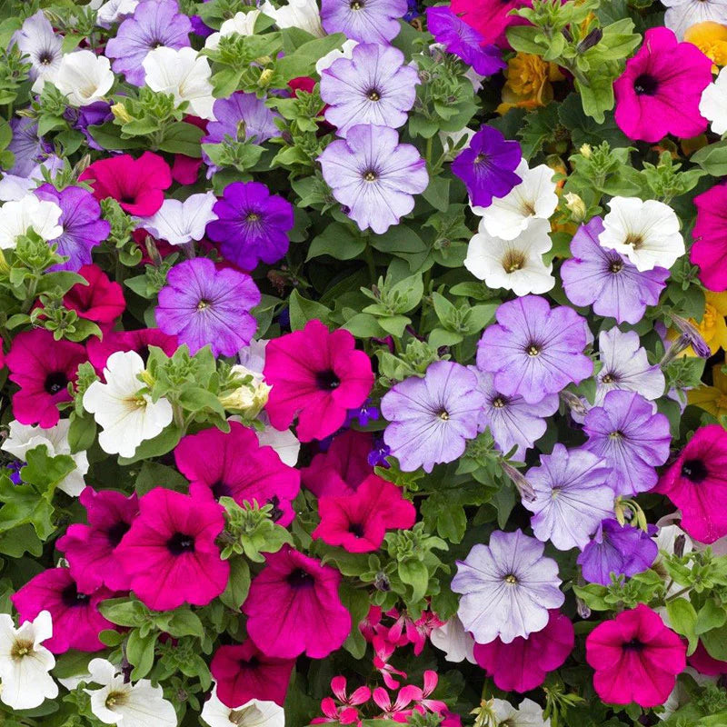 A close-up image of various colorful petunia flowers in bloom.