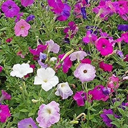 A vibrant garden bed filled with a mix of dwarf petunia flowers in various colors including purple, pink, white, and green.