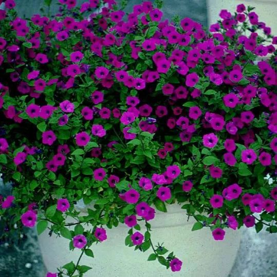 Basket of purple flowers with green leaves on a blurred background