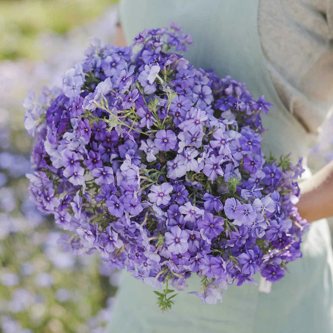 A hand holding a bunch of beautiful blue Phlox flowers with green foliage in the background.