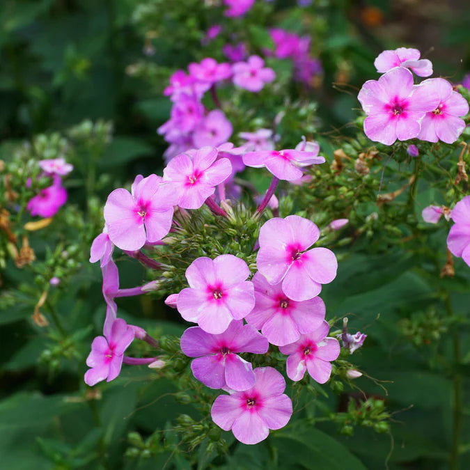 Phlox Brilliant is a tall, upright cultivar, this Heirloom variety of Drummond Phlox has been a popular garden addition for decades!

Phlox Brilliant features clustered blooms of soft, rosy pink with a deeper pink center.


These bright and radiant pink blooms have clearly earned their name
Fragrant annual with colorful, clustered blooms
Easy to grow pollinator attractor with pink colored Summer blooms
Thrives in bright, sunny growing areas