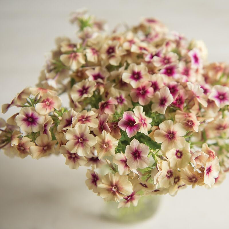 A close-up image of cherry caramel colored phlox flowers with a blurred background.
