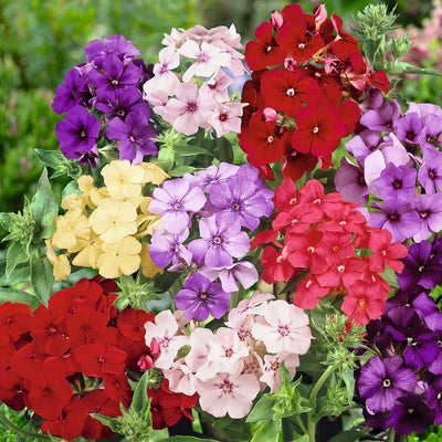 A vibrant mix of various colored phlox flowers, including purple, red, yellow, and pink, arranged together.