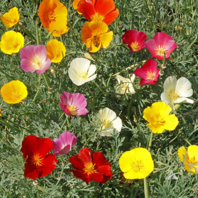 Colorful flowers including red, yellow, and pink on a green background