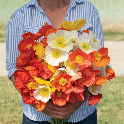 Abundant crepe-paper-like blooms.
Cheerful, citrus-colored, 3–5" blooms are borne on sturdy, straight, 12–20" stems. Productive plants produce uniform, crinkled, cup-shaped blooms that sparkle and float above clumps of soft, gray-green foliage. Lightly fragrant. Mix includes orange, pink, red, white, and yellow.
Specs:
    Plant Height: 15–20"