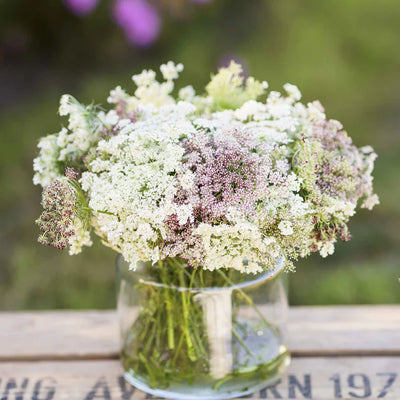 Flower Queen Anne's Lace has heads shaped like parasols, suspended like clouds on sturdy, elongated stems.

Chocolate Lace Queen Anne’s Lace presents a captivating spectacle. The color palette ranges from deep burgundy to light cocoa and transitions to a bright white as the flower matures.&nbsp;

Even after the blooming phase concludes, the Queen Anne's Lace&nbsp; seed heads transform into enchanting, whimsically curled structures resembling a miniature perch for a traveling fairy.

Also known as Dara, Choc