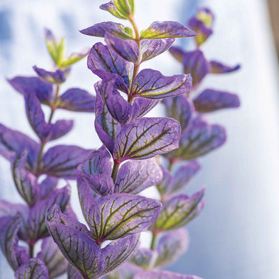 Close-up of purple flowers with a blurred background