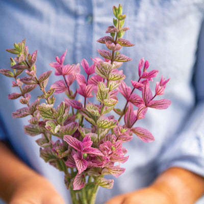 Flower Salvia Pink Sunday produces easy to grow plants for casual cut flowers, pollinator plantings and displays of color in the garden.

Flower Salvia Pink Sunday is productive, densely branched plants which produce abundant stems for multiple cuts of this versatile crop.

Great for fresh or dried flowers for decoration.

Colored bracts of vibrant rose-pink decorate the tops of 30 to 40 inches of the branches.


Salvia adorns garden beds and accents bouquets with its colorful, spiky bracts. Tolerant of hea