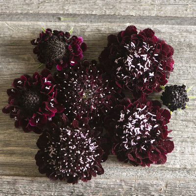 A group of Black Knight Scabiosa flowers with deep maroon blooms on a wooden surface.