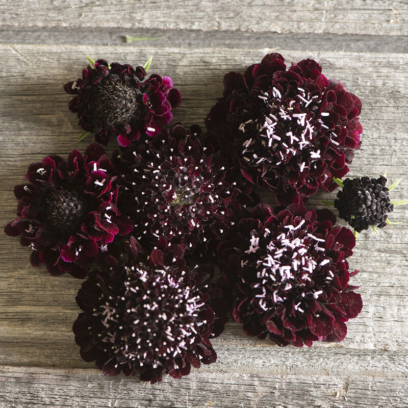 A group of Black Knight Scabiosa flowers with deep maroon blooms on a wooden surface.