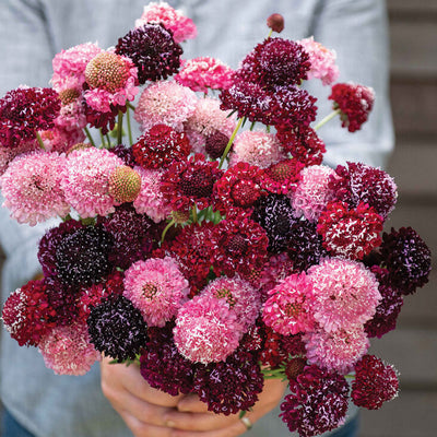 Bouquet of pink and purple flowers held by a person