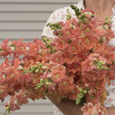A person holding a bunch of Snapdragon Chantilly Bronze flowers with rosy purple blooms.