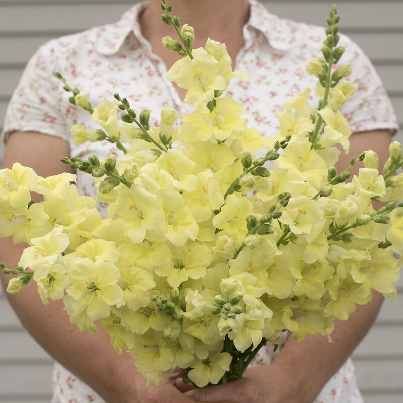 Experience the elegance of Snapdragon Chantilly Cream Yellow with our non-GMO, hybrid seeds. These early, open-faced flowers perform best under short days and low temperatures, making them perfect for greenhouse or field production. With a vibrant, rosy purple bloom, they make a stunning addition to salads, desserts, and drinks. Standing at a height of 28-34 inches, this variety is not recommended for long-day growth. Order now and add some color and flavor to your gardening experience this fall and winter!