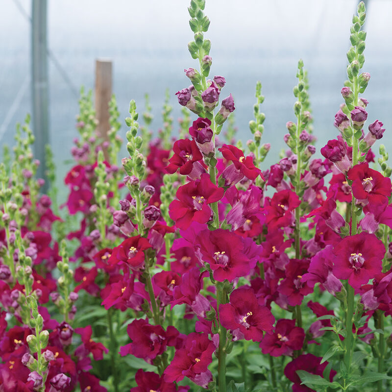 Field of vibrant purple snapdragon flowers with green foliage in the background.