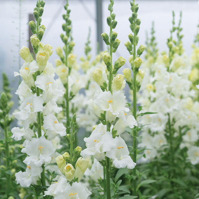 Field of white snapdragon flowers with green buds and petals, no stems visible.