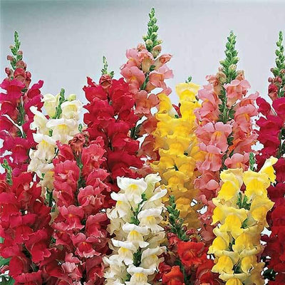 An array of snapdragon flowers in various colors including red, yellow, pink, and white, with green foliage.