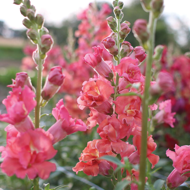 Close-up of pink flowers with a blurred green background