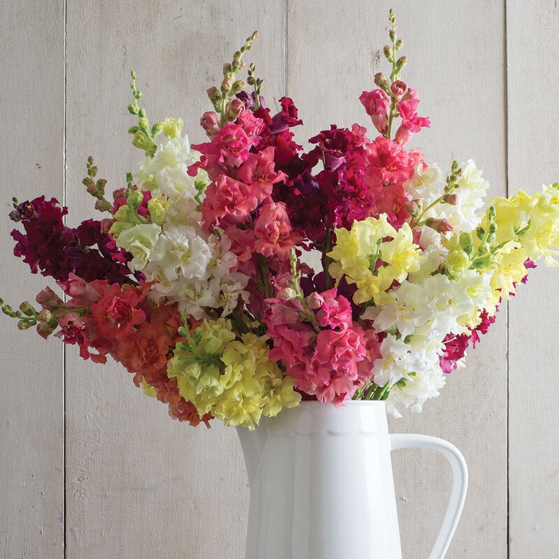 A bouquet of snapdragon flowers with petals in various colors including bronze, white, pink, red, and yellow, arranged in a white vase.