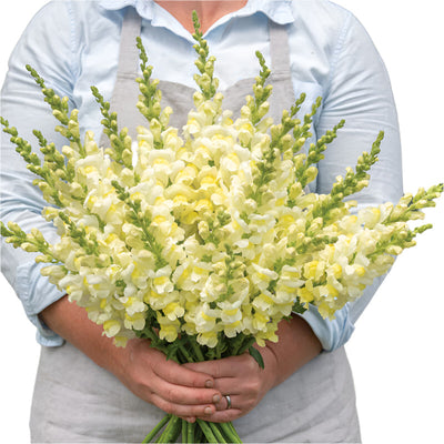 A person holding a bouquet of pale yellow snapdragon flowers with a touch of gold at the center of the bloom.