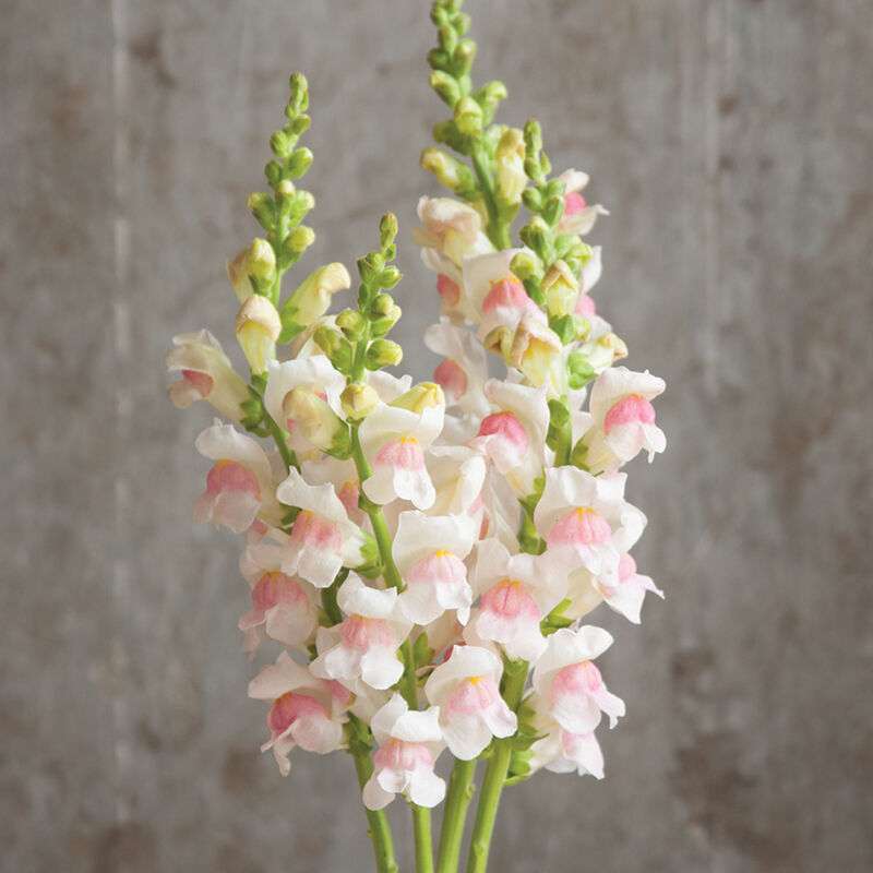 Snapdragon Potomac Appleblossom produces white blooms dusted with pink.

Appleblossoms bicolor blooms are suitable for field or greenhouse production.

Group 3–4: Warm season snapdragons are bred for optimal performance under long days, high light levels and warm temperatures.

Edible Flowers: The flowers are a colorful garnish for use in salads, desserts, and drinks. The flavor is floral and slightly bitter, so use sparingly.
Specs:
Plant Height: 32 to 48 inches