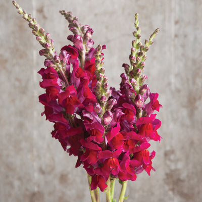 A cluster of red snapdragon flowers with green stems against a textured background