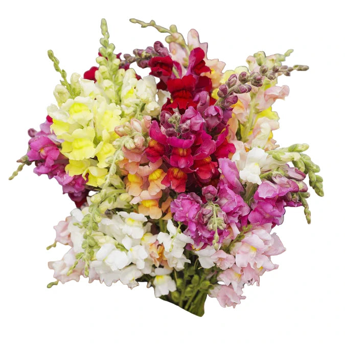 Bouquet of colorful flowers held by a person with a blurred natural background