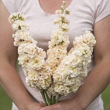 A person holding a bouquet of fully bloomed white stock flowers.