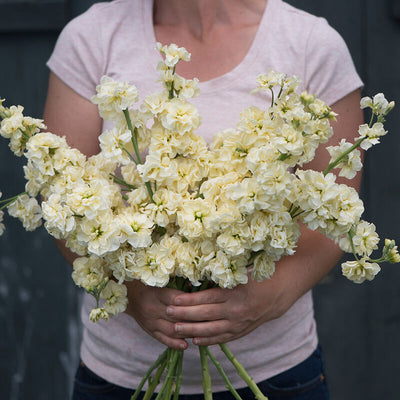 A person holding a bouquet of yellow stock flowers.