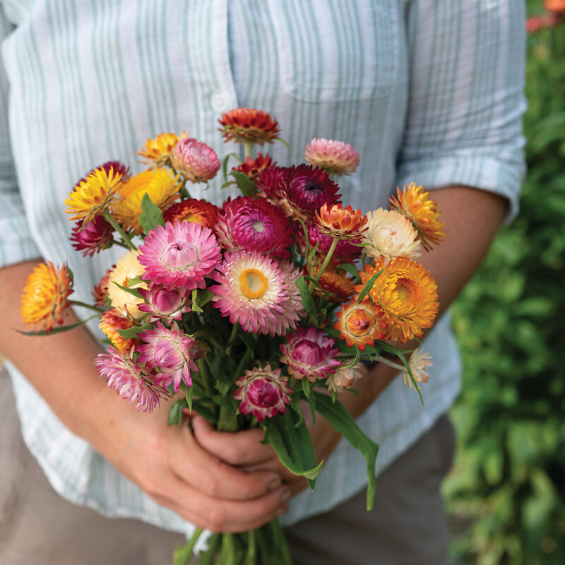 Strawflower Choice Mix includes varying hues of gold, orange, peach, pink, purple, raspberry, and red.
Strawflower Choice Mix is similar in color range and overall performance. Tall, well-branched plants produce double flowers 2 to 2 1/2 inch across.
Also known as bracted strawflower.
Specs:
Plant Height: 36 to 40 inches