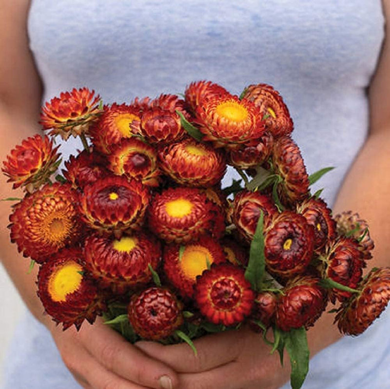 A hand holding a bunch of strawflower copper red blooms with yellow centers, suitable for fresh or dried arrangements.