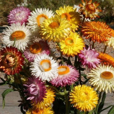 A variety of strawflowers in bloom, with colors including yellow, pink, red, orange, and white.