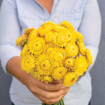 Person holding a bouquet of yellow flowers against a neutral background