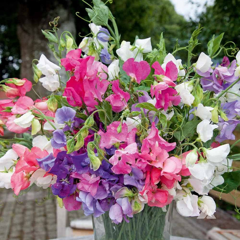 Bouquet of colorful flowers including pink, purple, and white in a vase.