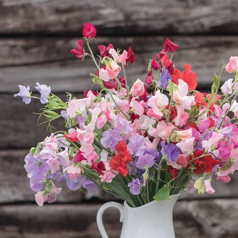 A bunch of colorful sweet pea flowers in a white vase against a rustic wooden backdrop.