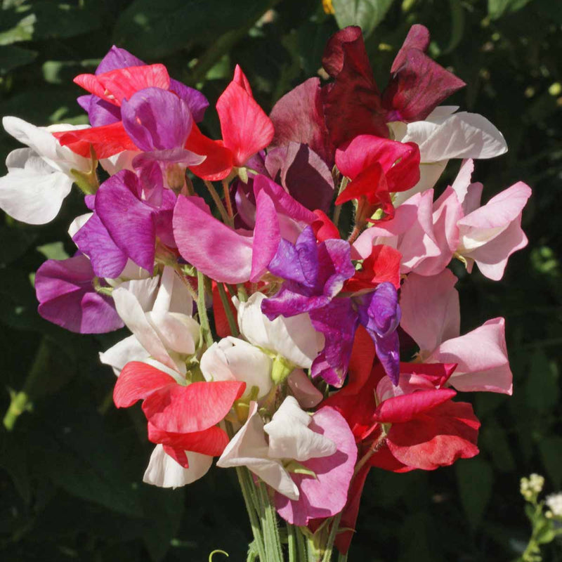 Bouquet of colorful sweet pea flowers against a dark background