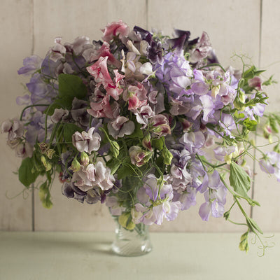 Spencer Ripple Formula Sweet Pea Mix produces ruffled petals on long stems.
These &nbsp;Spencer Ripple Formula Mix flowers look as good as they smell with their uniquely ruffled, bicolor petals.
Displayed alone or mixed with solid color varieties in bouquets, they are simply gorgeous. One of the most fragrant sweet pea varieties.
Very popular in England. Can be spelled either as sweet pea or sweetpea.